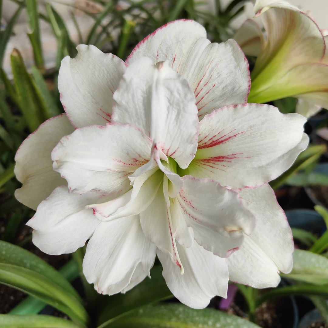 辰父白肋「奇幻仙境」重瓣朱顶红 种植小苗