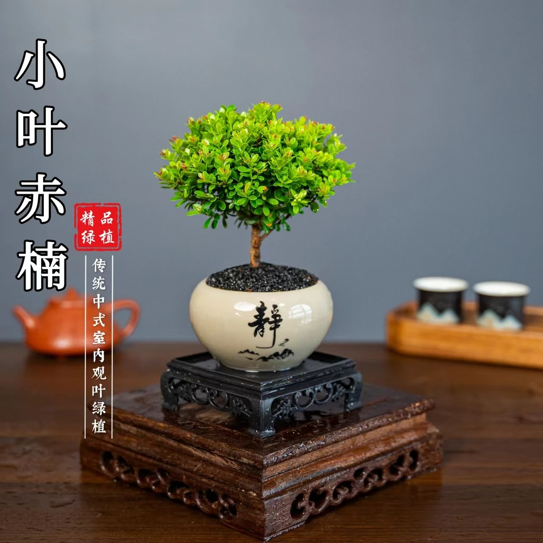 小叶赤楠舍得桌面盆景老桩净化空气绿植卧室盆栽实物鲜活好看