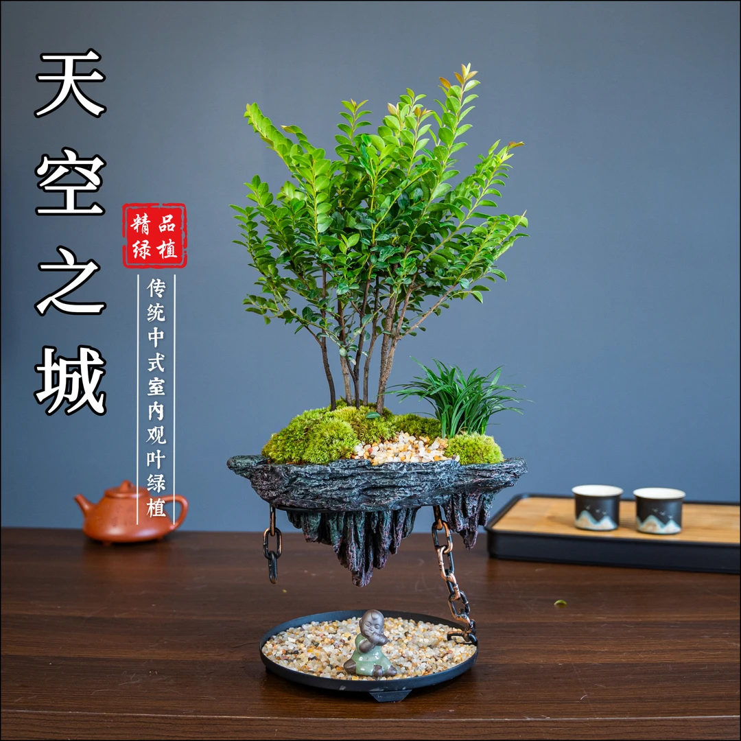 【天空之城】紫檀黑古茶小叶紫檀室内好养绿植花卉茶桌茶室客厅卧室