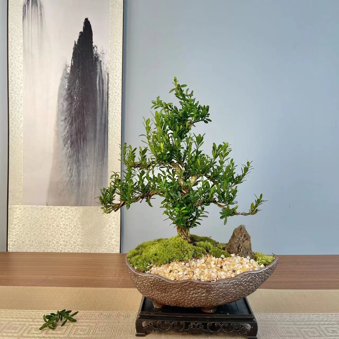 【老桩黄杨】造型盆景盆栽植物花卉绿植黄杨木盆景阳台客厅茶室