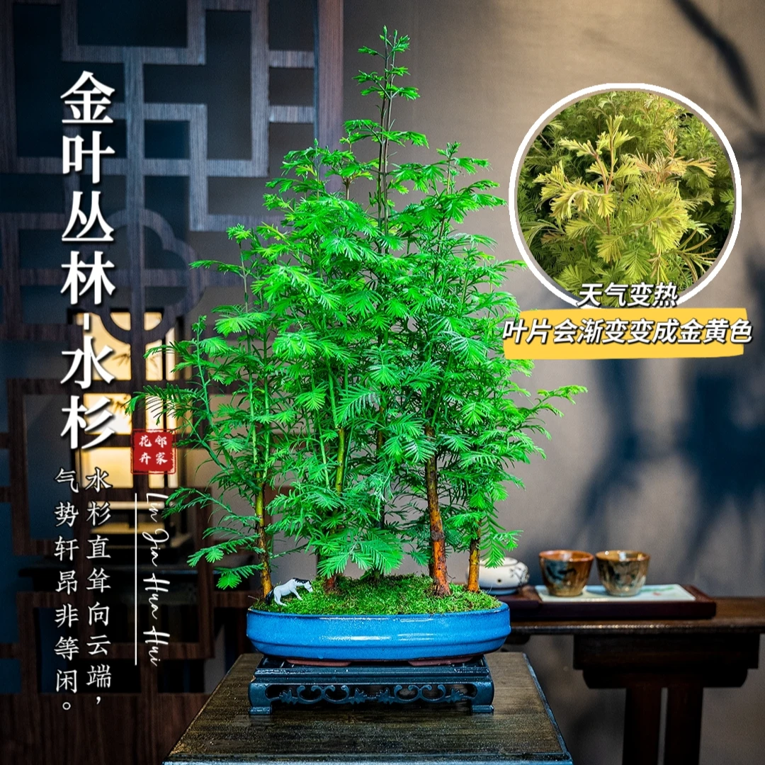 【丛林水杉】水杉室内好养客厅书房画室书房禅意美观观叶造型实物