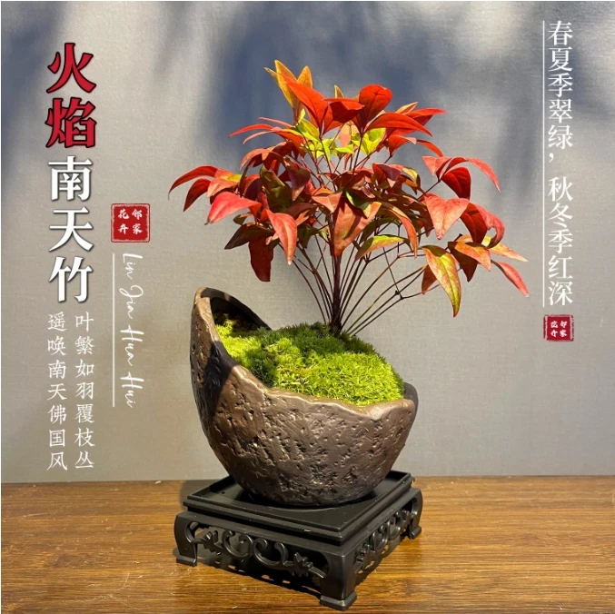 【火焰南天竹】室内桌面精致盆景冬季红耐寒耐冻好养绿植