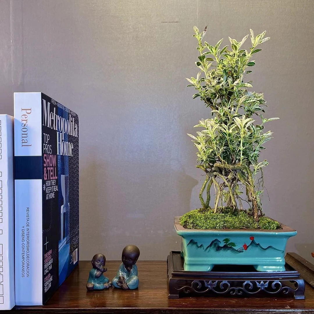 老桩提根六月雪花期六月喜阳喜水绿植盆栽