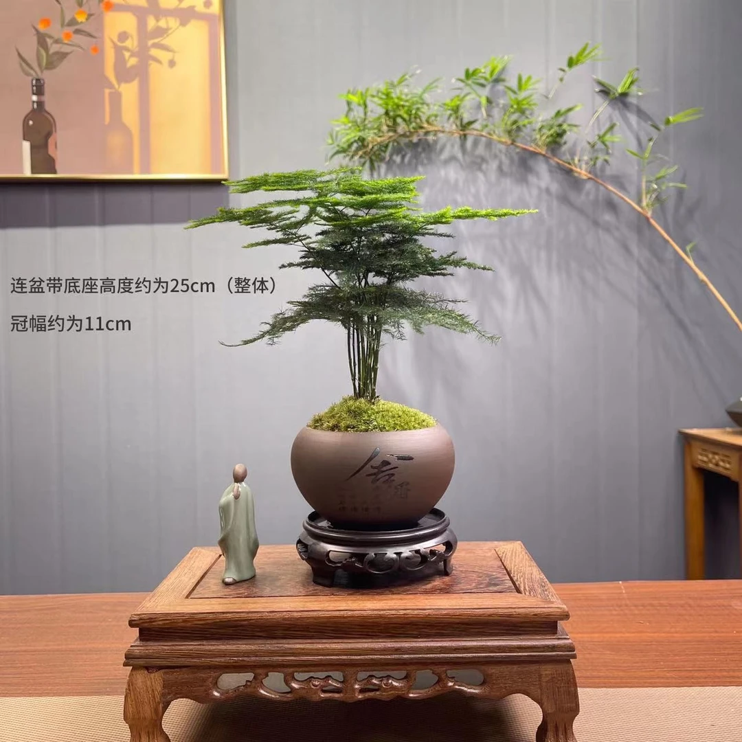 文竹盆栽桌面摆件盆景办公室植物富贵竹子客厅美观绿植盆景底托EE