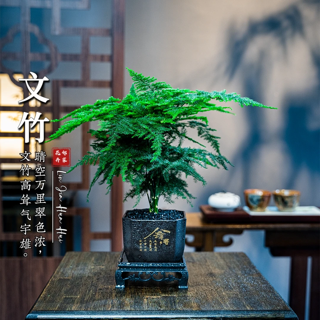 文竹精致盆栽植物室内绿化四季迷你办公室绿植