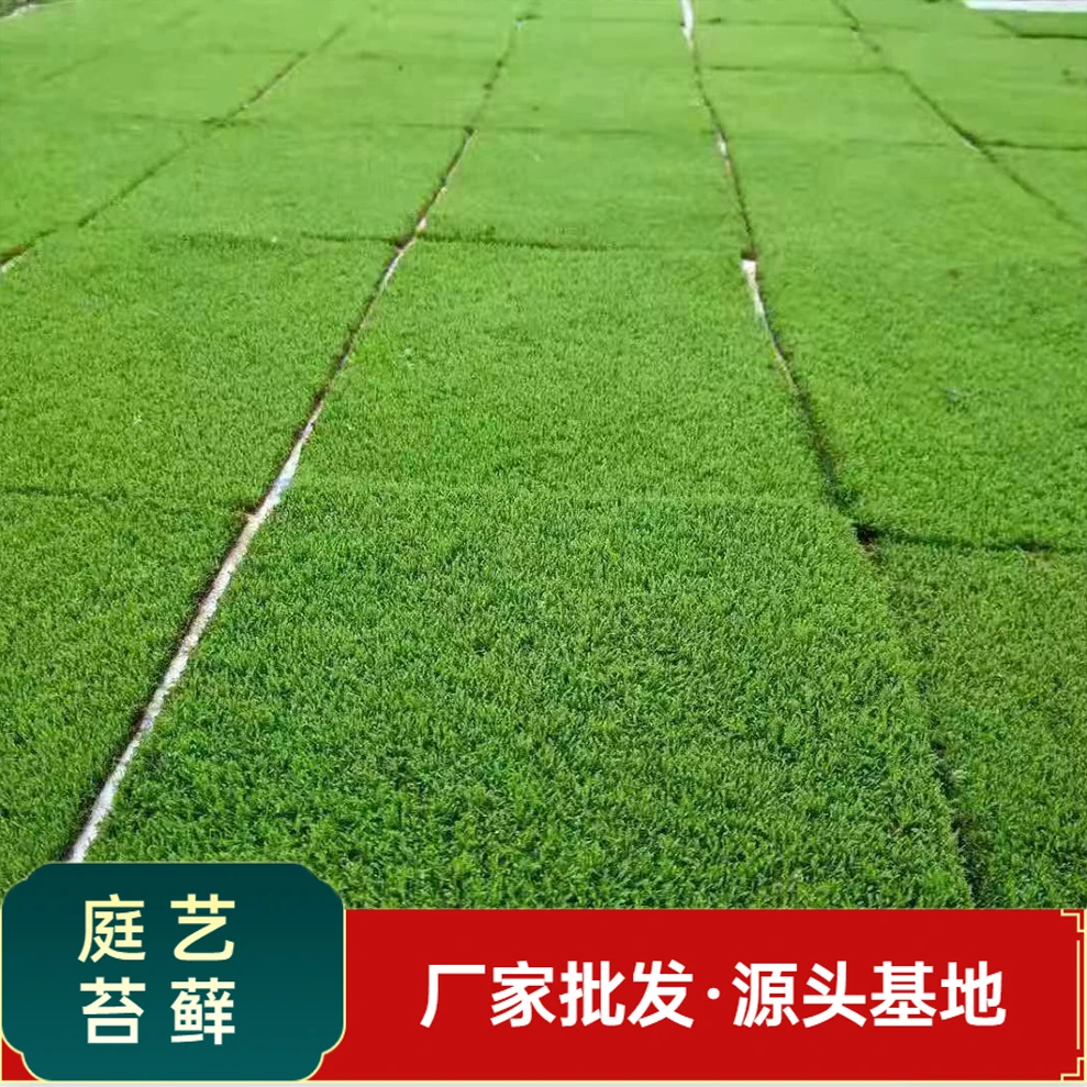 鲜活人工短绒藓植物铺面室内微景观真苔藓生态瓶水陆雨林缸造景