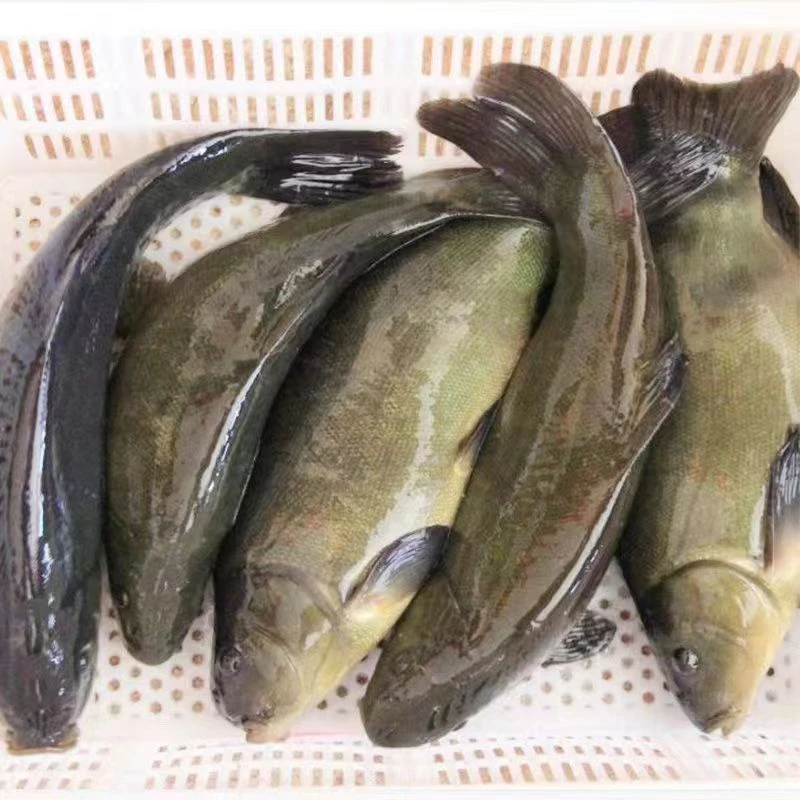 (保底100条）水库冰鲜现捞四川丁桂   每条2-16g左右   生态养殖