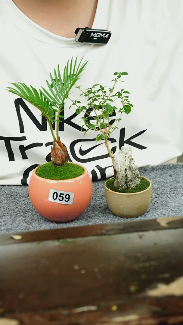 【闪购商品】苔藓微景观059号