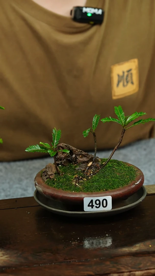 【闪购商品】苔藓微景观490号