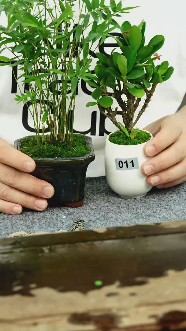 【闪购商品】苔藓微景观011号