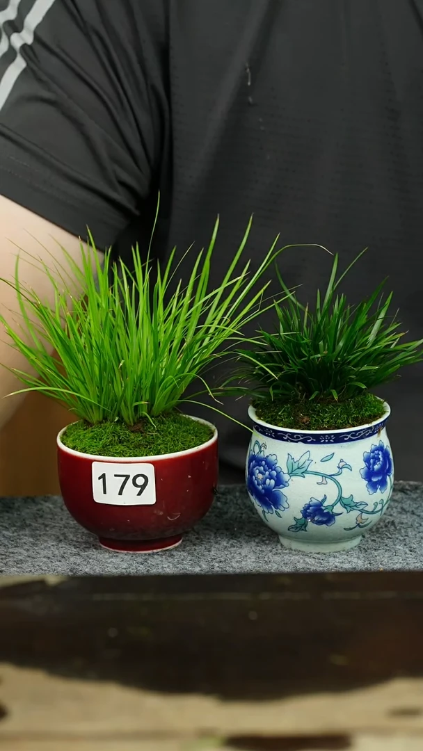 【闪购商品】苔藓微景观179号