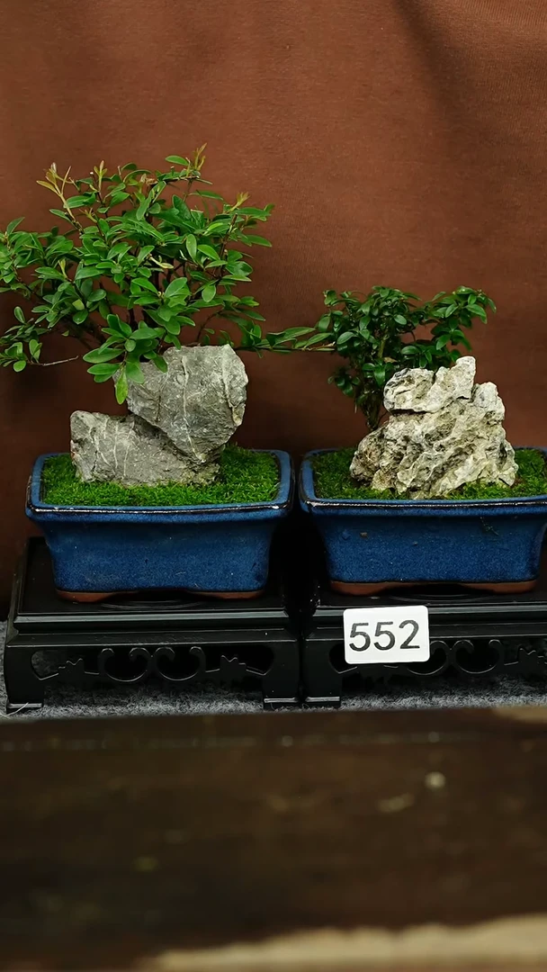 【闪购商品】苔藓微景观552号