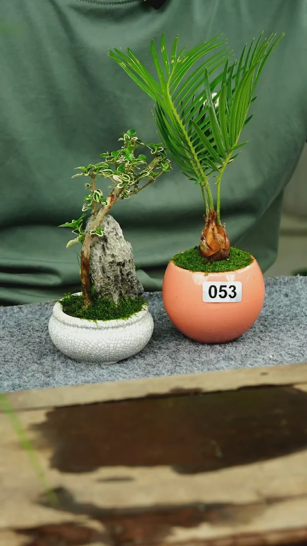 【闪购商品】苔藓微景观053号