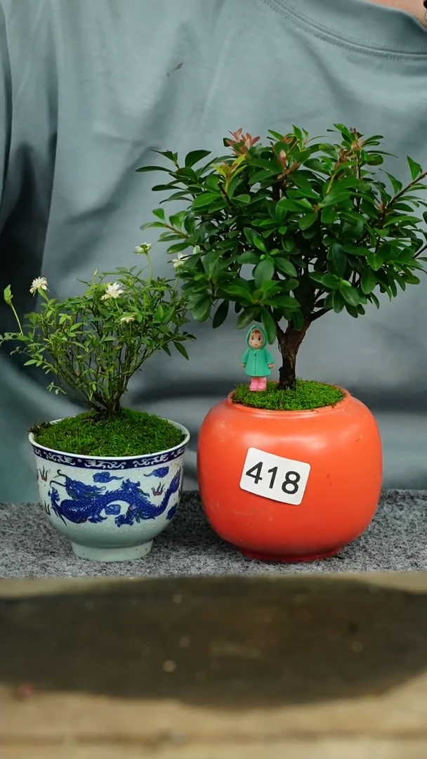 【闪购商品】苔藓微景观418号
