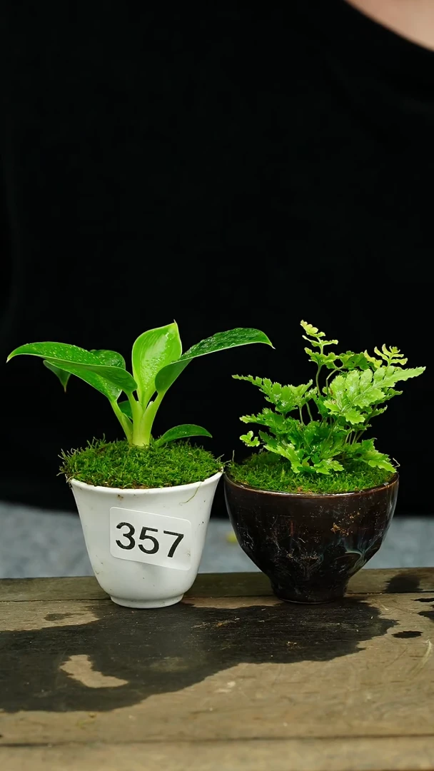 【闪购商品】苔藓微景观357号