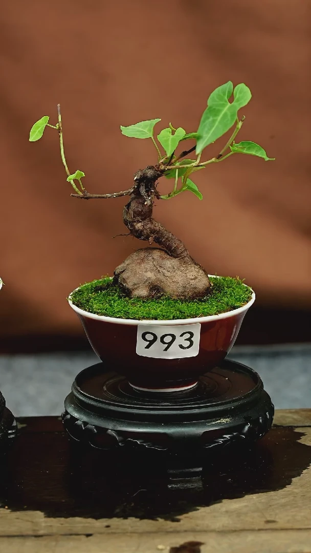 【闪购商品】苔藓微景观993号
