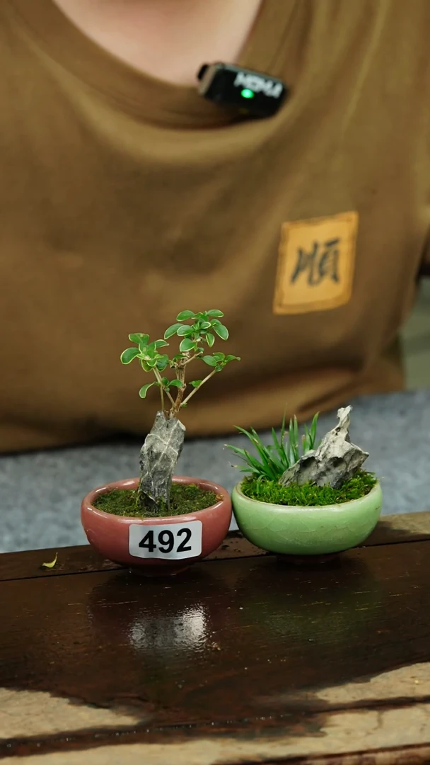 【闪购商品】苔藓微景观492号