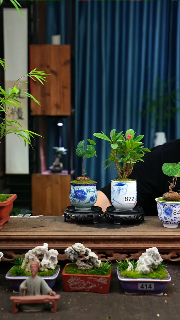 【闪购商品】苔藓微景观872号