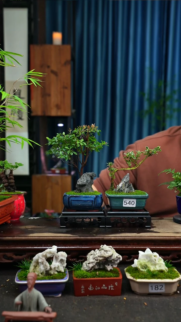 【闪购商品】苔藓微景观540号