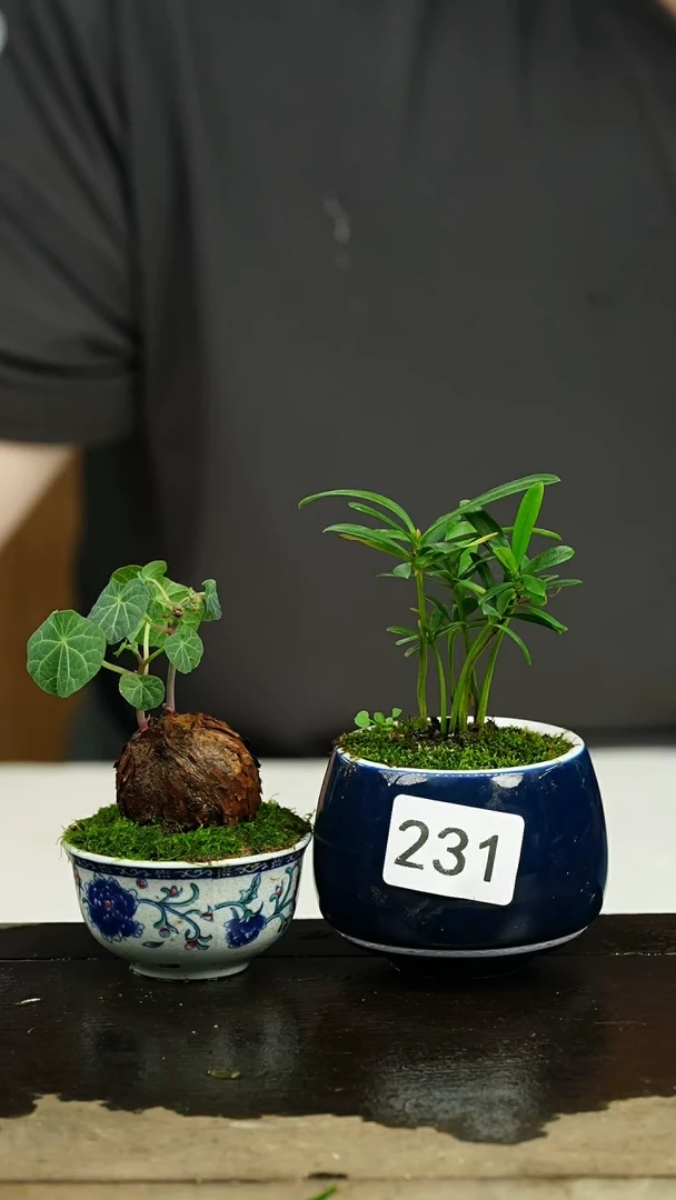 【闪购商品】苔藓微景观231号