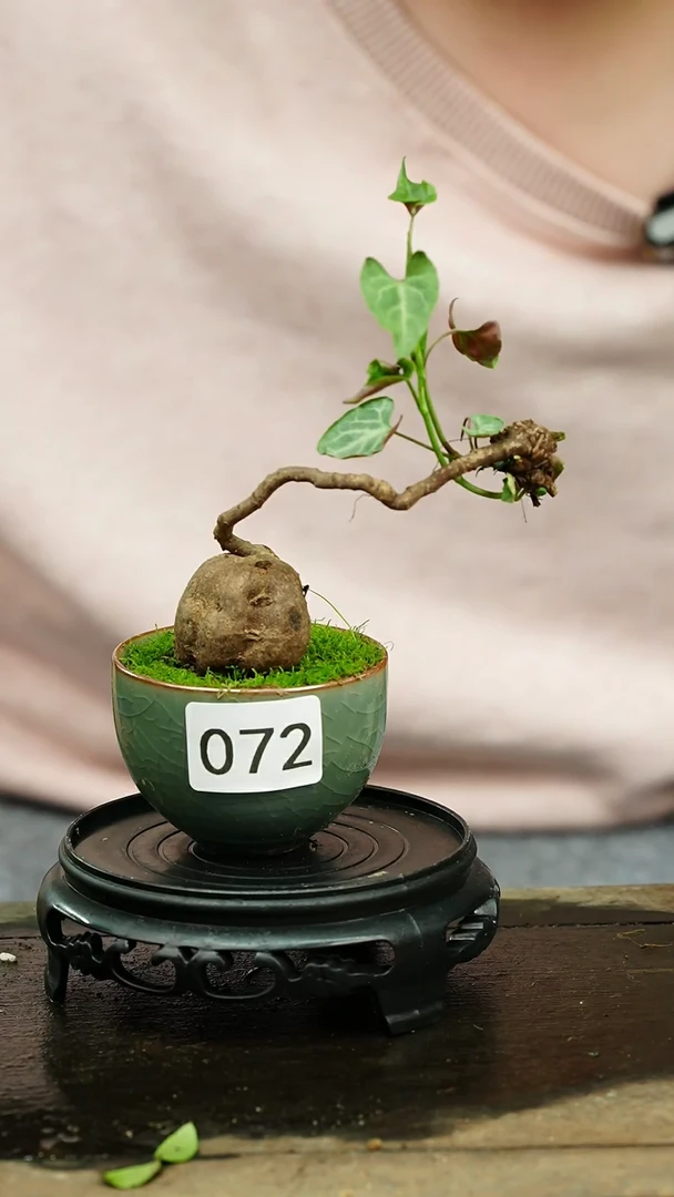 【闪购商品】苔藓微景观072号