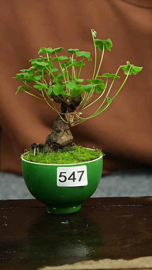 【闪购商品】苔藓微景观547号