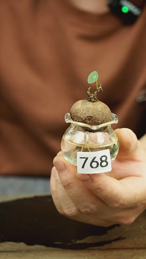 【闪购商品】苔藓微景观768号