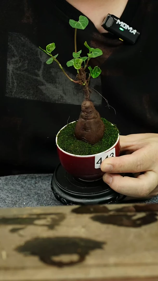 【闪购商品】苔藓微景观443号