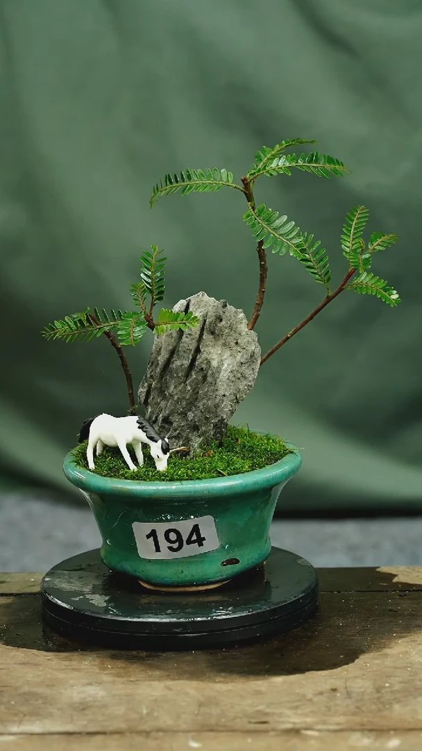 【闪购商品】苔藓微景观194号