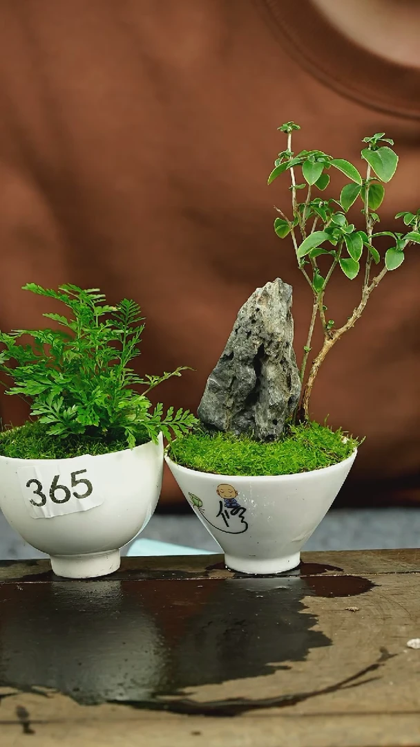 【闪购商品】苔藓微景观365号