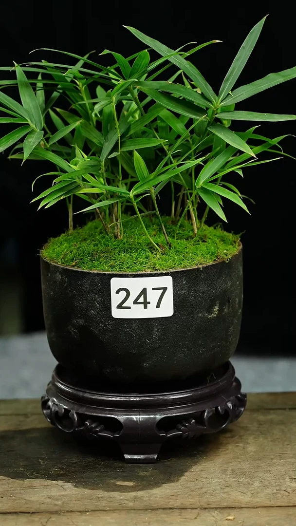 【闪购商品】苔藓微景观247号