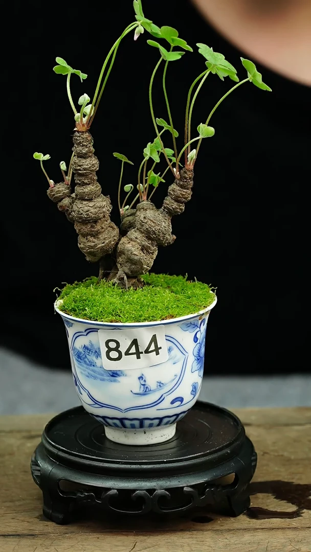 【闪购商品】苔藓微景观844号