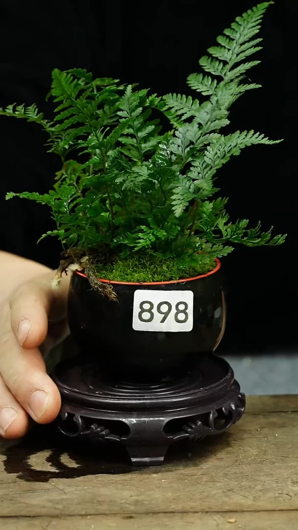 【闪购商品】苔藓微景观898号