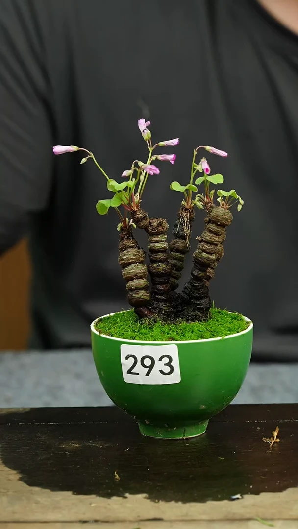 【闪购商品】苔藓微景观293号