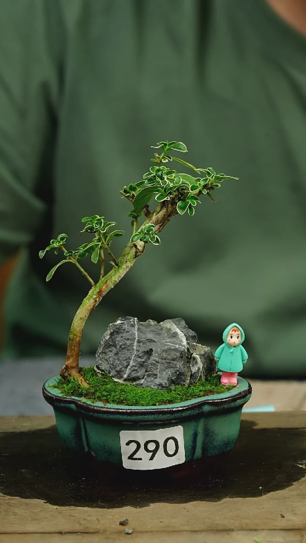 【闪购商品】苔藓微景观290号