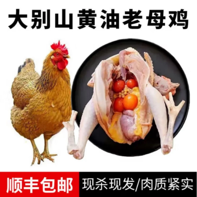 农村散养500天黄油老母鸡单只2.5斤±50g发2只带内脏5斤左右顺丰