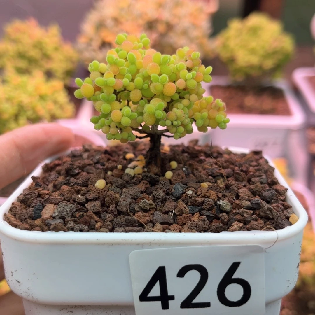 426蜜橘可爱多肉植物