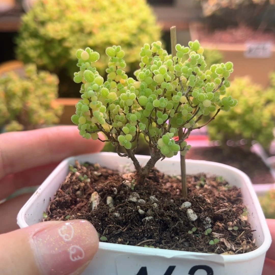 463蜜橘可爱多肉植物