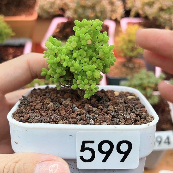 599蜜橘可爱多肉植物