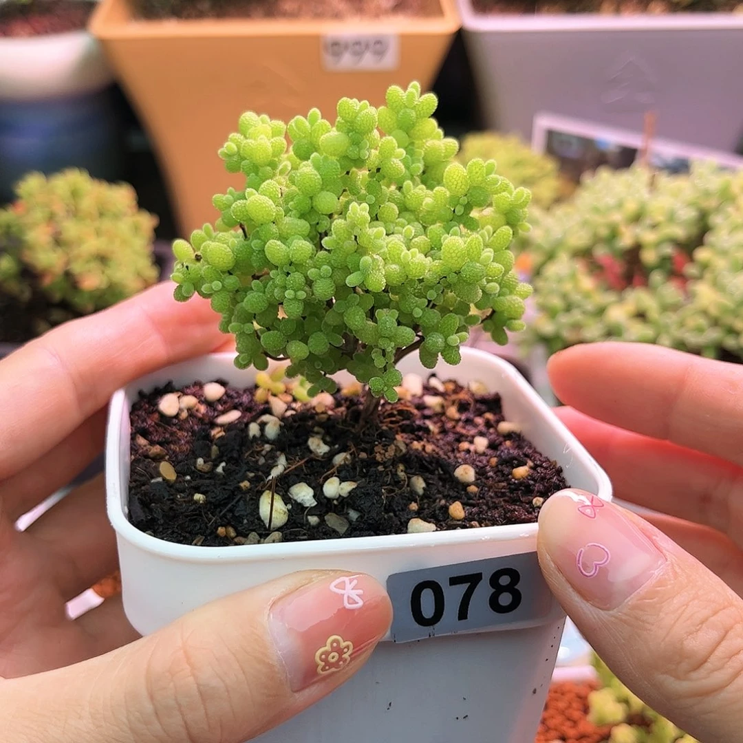 078蜜桔可爱多肉植物