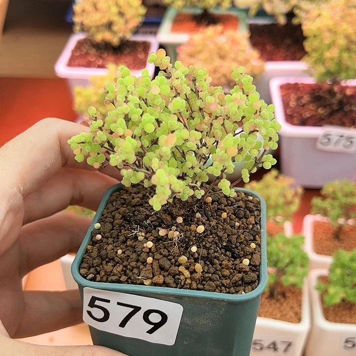 579蜜橘可爱多肉植物