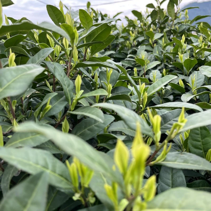 2025年新茶源头厂家安吉白茶小芽原产地兰花香送礼730