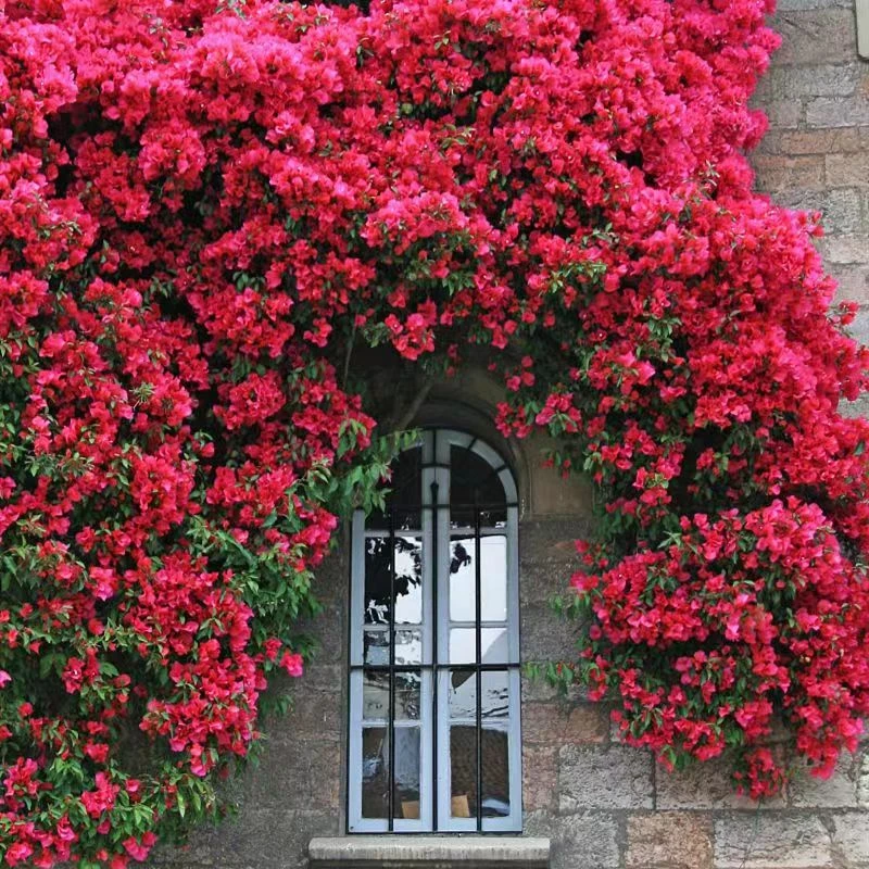四季红木香黄木香白木香爬藤植物阳台庭院绿植好养活多季节开花