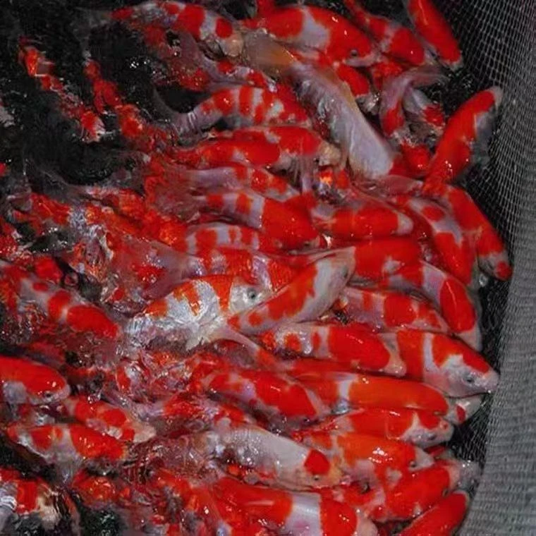 ①观赏鱼纯种精品黑金白金黄金锦鲤鱼苗小鱼活体冷水好养活耐活