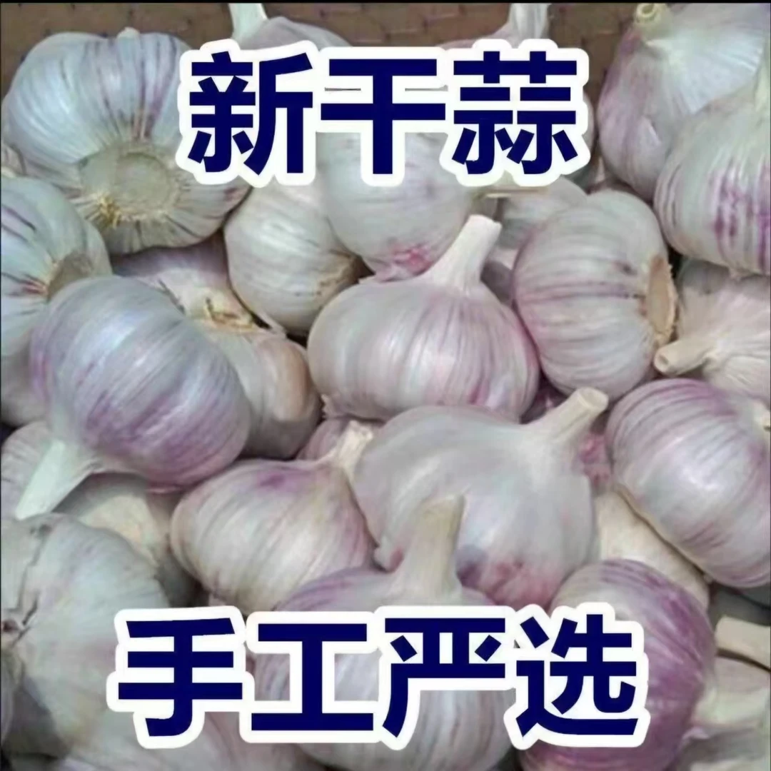 【2024年新蒜】紫白皮大蒜头新鲜现挖大蒜头辛辣饱满香辣脆爽