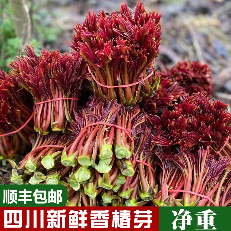【顺丰包邮】四川新鲜红油香椿头茬香椿新鲜春天椿芽0.5/1/2/3斤