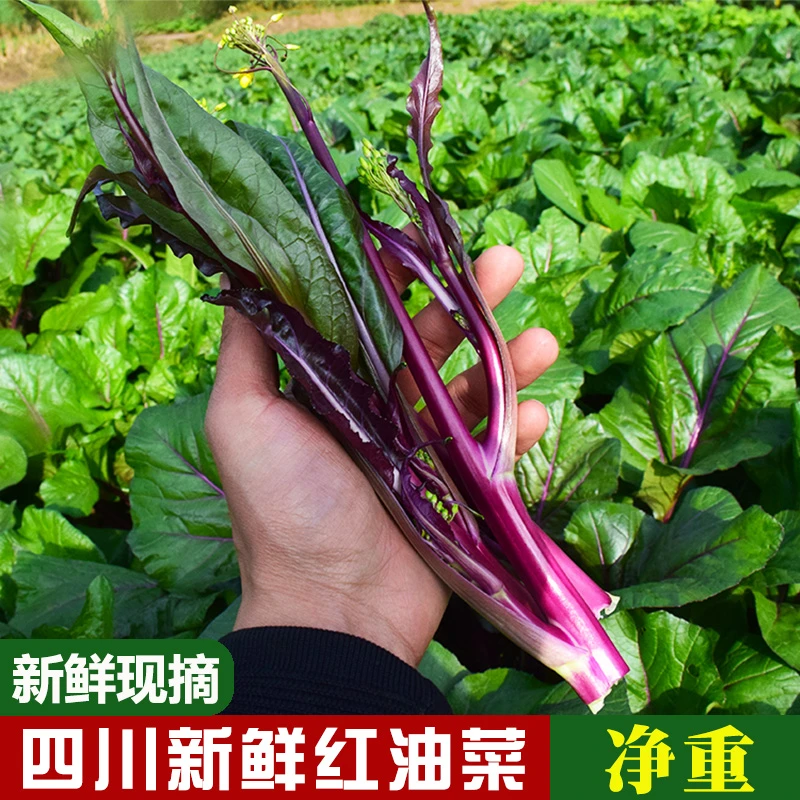 四川新鲜红油菜苔2/3/4斤/5斤