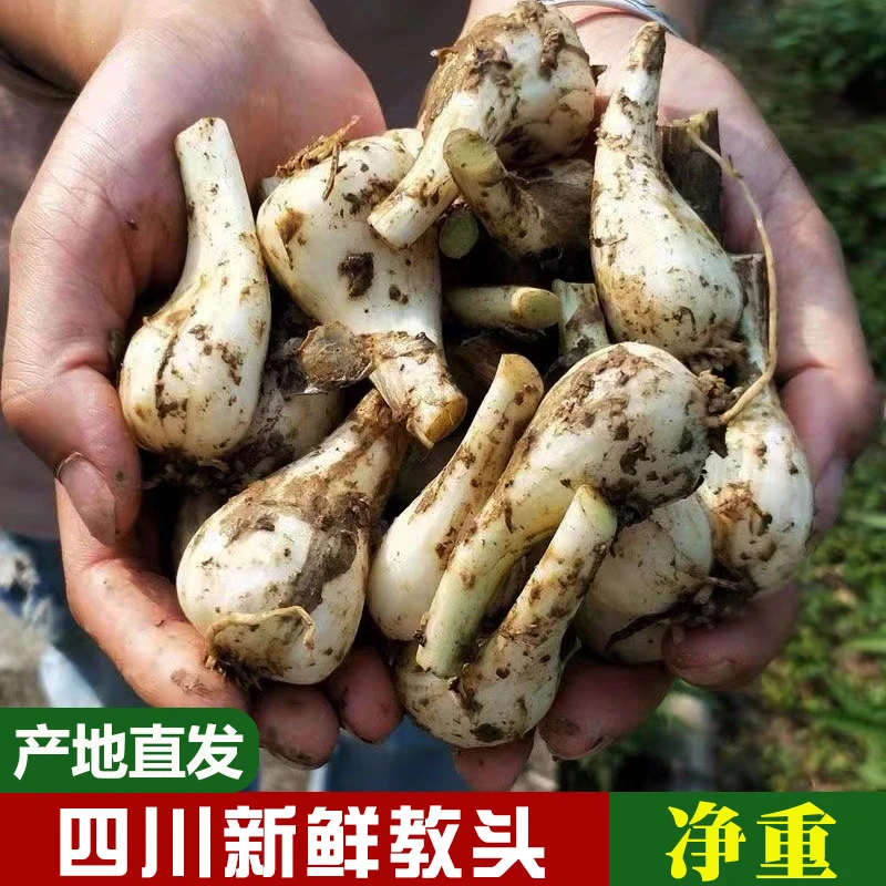奔跑的左脚四川泡菜藠头教头(无叶)1/2/3/5斤