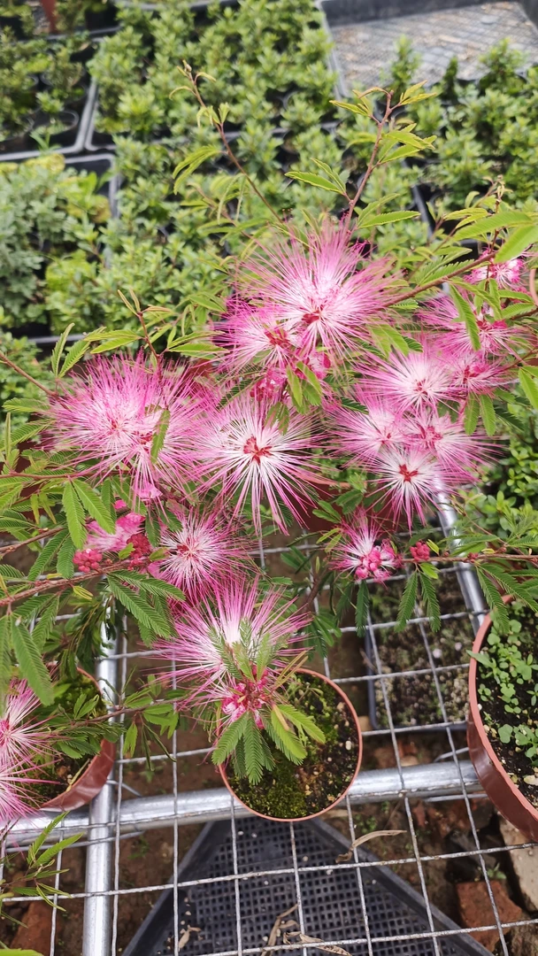 粉花姬合欢阳台窗台花卉微景观迷你桌面盆栽小植物苗