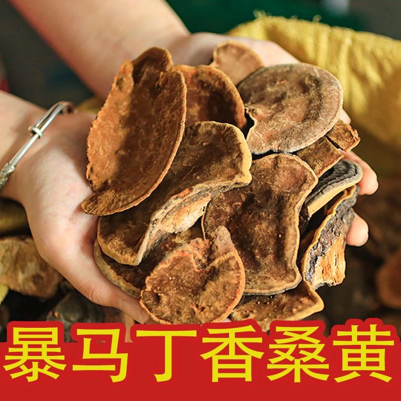 东北野生爆马桑 黄